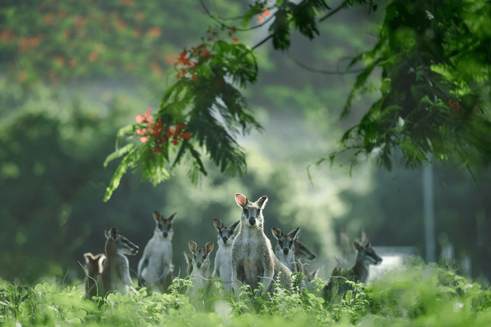 Where to See Kangaroos in Sydney