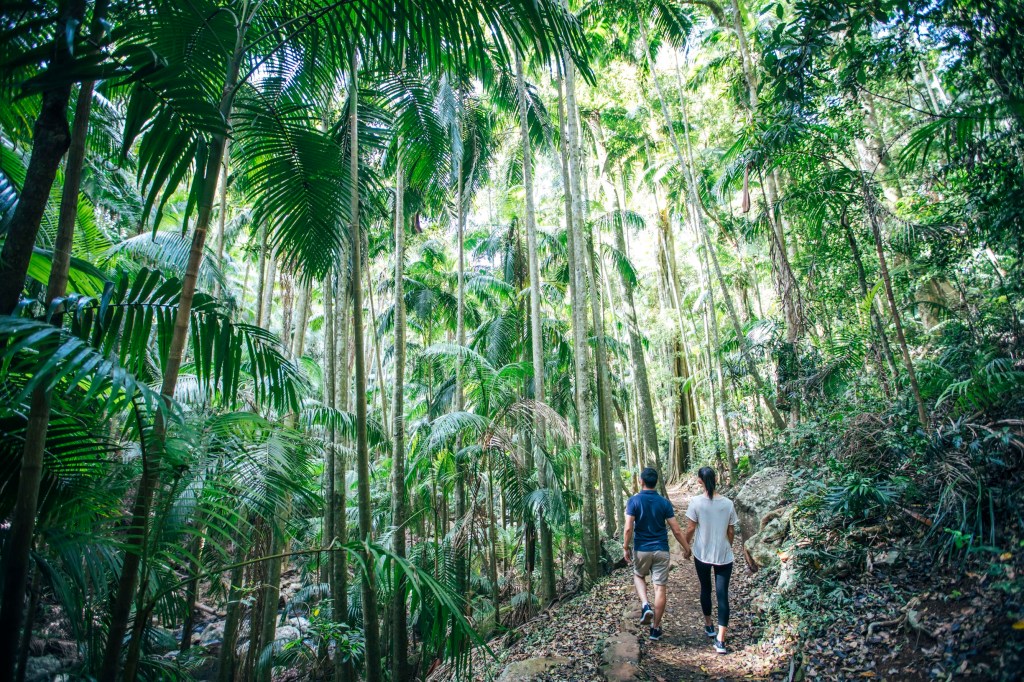 Mount Tambourine offers shaded hiking