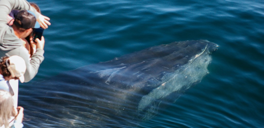 Best Whale Watching in Hervey Bay
