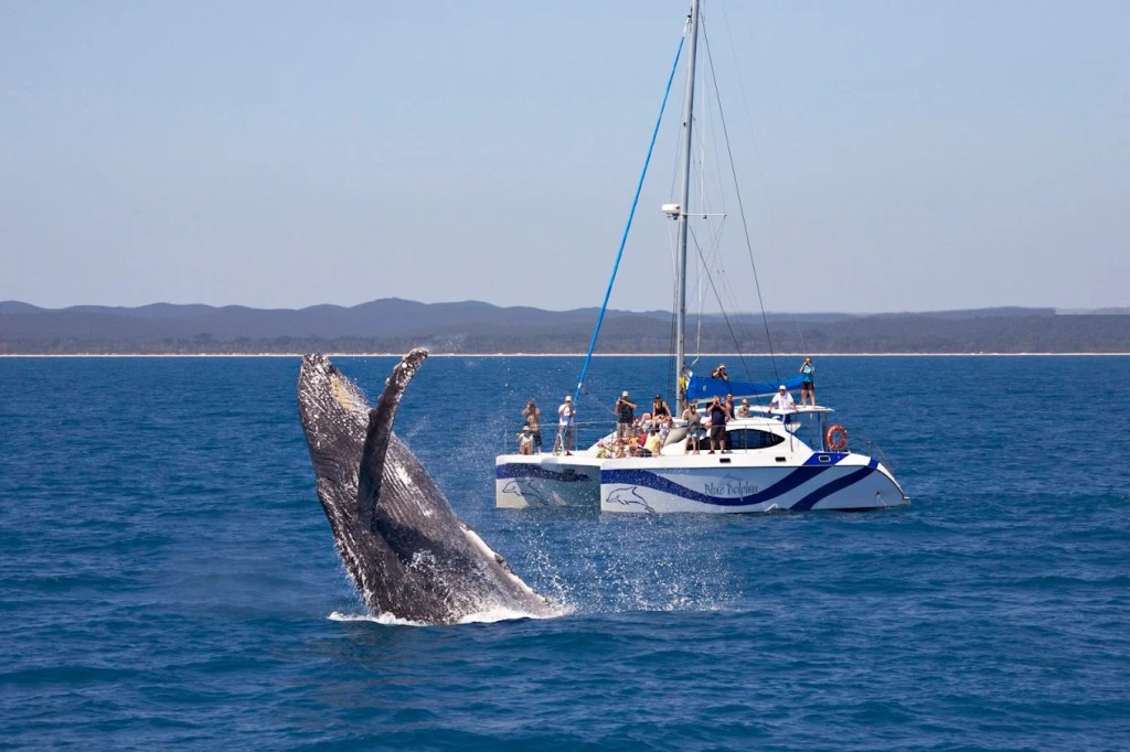 Blue Dolphin Marine Tours