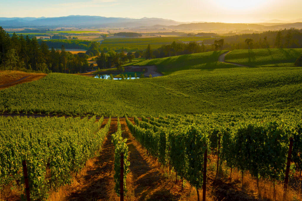 Best Wineries in Mudgee